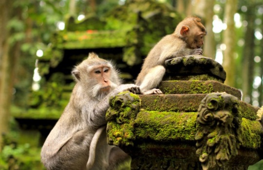 Hutan Monyet Ubud yang Wajib Dikunjungi   Indonesia Travel